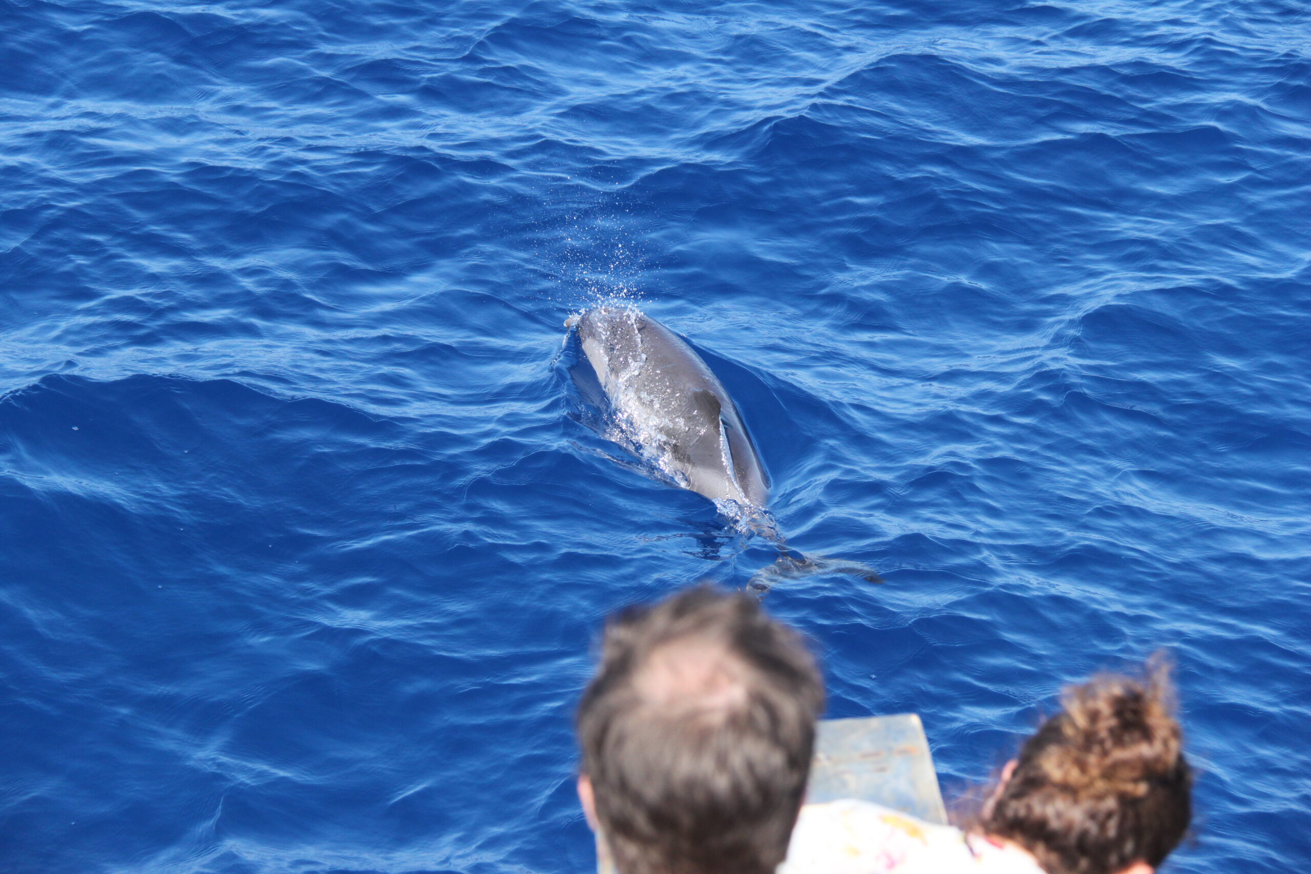 DELFINI ESCURSIONI WHALE WATCHING LIGURIA